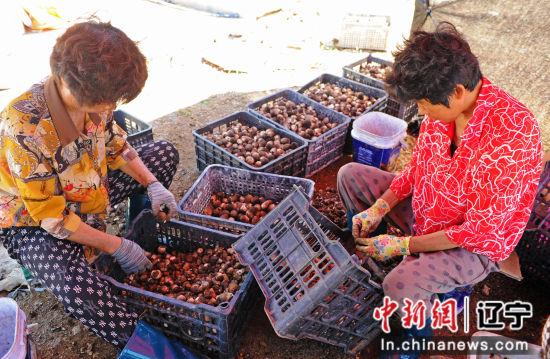 大连普兰店：小蘑菇大“钱”景 撑起农民致富伞