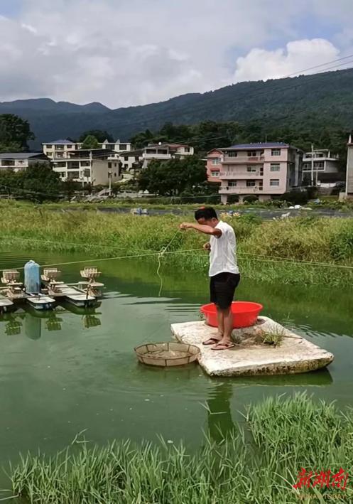 南岔村：小小基围虾带动村集体经济发展