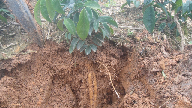 农村一种藤本植物，人称牛大力，价值珍贵，男人们常挖来泡酒