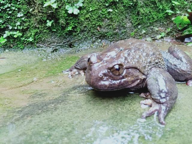 重庆出现珍稀野生石蛙，肉质鲜美，可为何却无人敢养殖它呢？