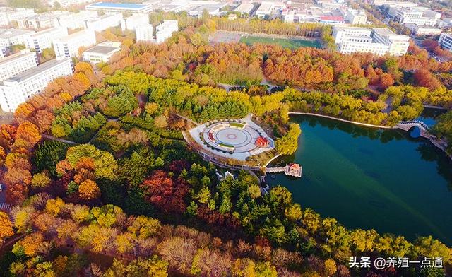 柳楠，青岛农业大学教授，羊遗传育种专家