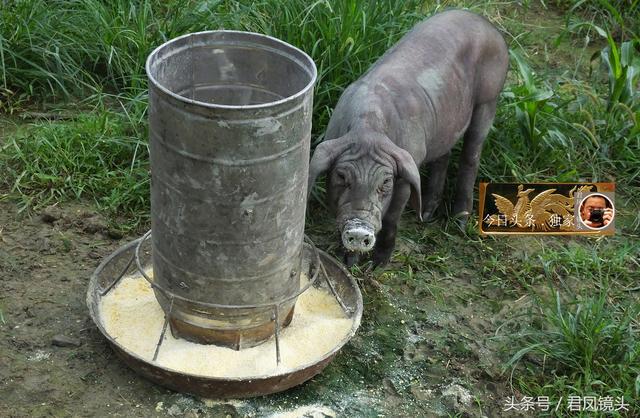 乡村趣事：农民养殖的生态黑猪淘气，一身泥巴！想拱摄影师的相机