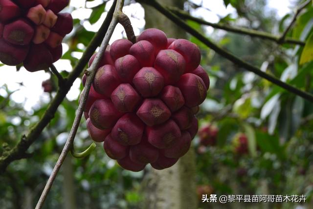 春天到来，又到了种植黑老虎的季节，种植一定要注意这几点