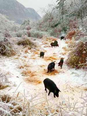 重庆小香猪养殖基地(巫溪县徐家镇：1500头“雪地藏香猪”拓宽农民“幸福路”)