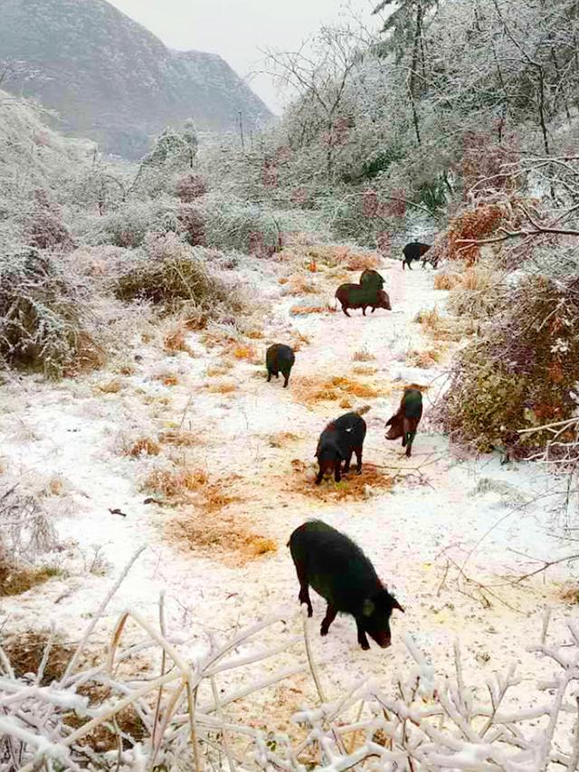 巫溪县徐家镇：1500头“雪地藏香猪”拓宽农民“幸福路”