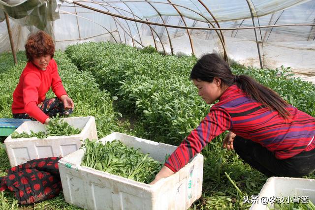 冬季温室大棚低温高湿病害防治难度大，学会用药技巧预防蔬菜药害