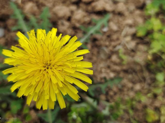 3月份，农村5种野菜正在采摘，味道独特比肉好，4月就不好吃了