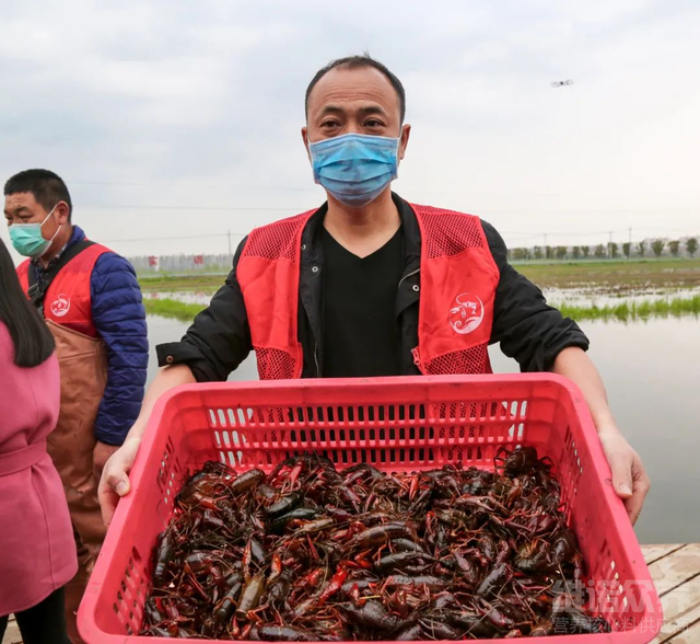 养虾需要什么条件和技术，龙虾养殖方法和环境