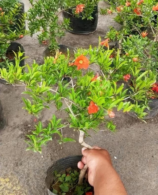 阳台种植石榴的4个技巧，观花观果，变漂亮盆景，年年旺盛很喜庆