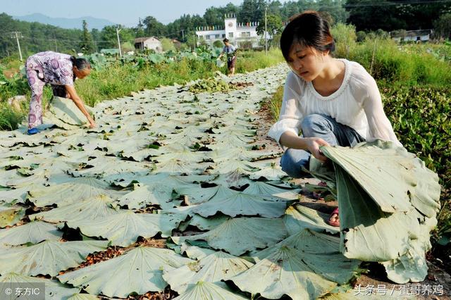 中药草篇：养鸡祛暑解热中药草大全，养鸡人都在争着看！