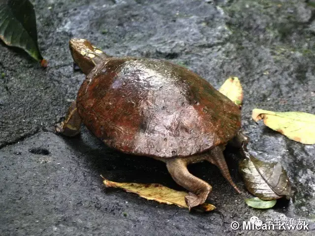 锦上添花——浅谈龟的发色