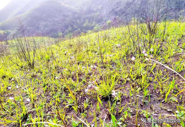 台江：历经风雨迎“花”开，曾经荒山变“金”山