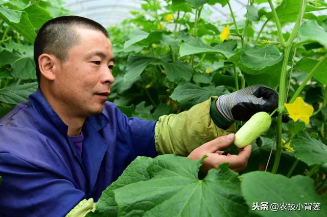 冬季温室大棚低温高湿病害防治难度大，学会用药技巧预防蔬菜药害