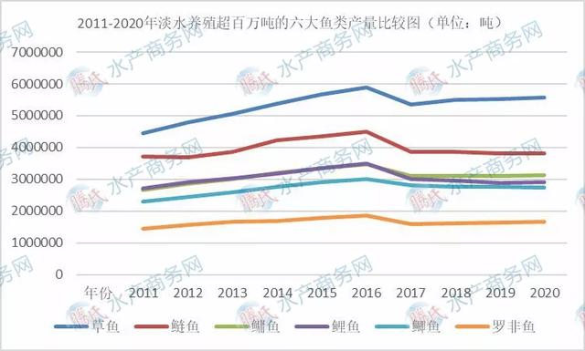 淡水养殖六大鱼类发展趋同，草鱼稳居首位，鳙鱼赶超鲤鱼挤进前三