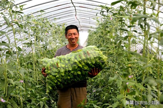 冬季温室大棚低温高湿病害防治难度大，学会用药技巧预防蔬菜药害