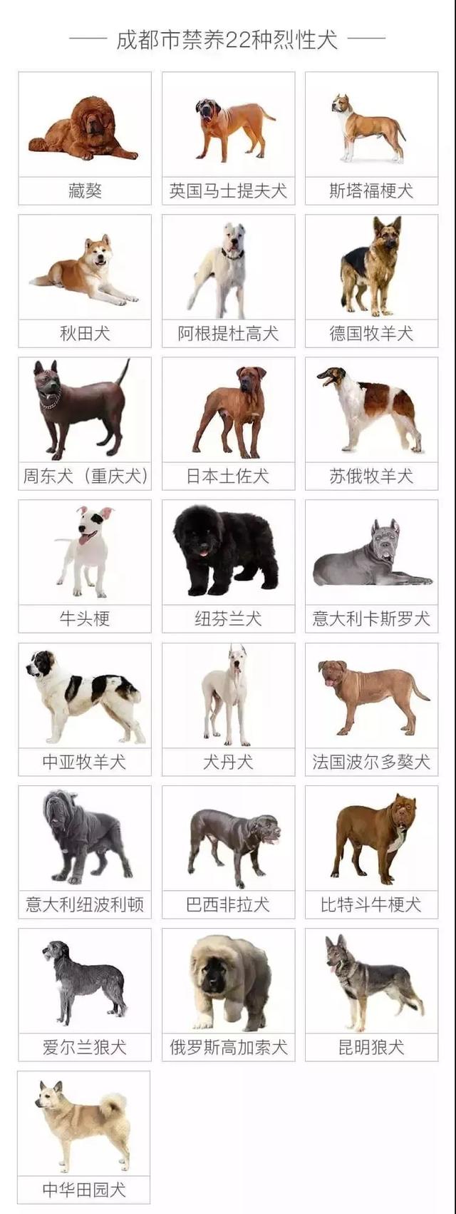 今日起，成都全面清理限养区22种禁养犬类，包括土狗！