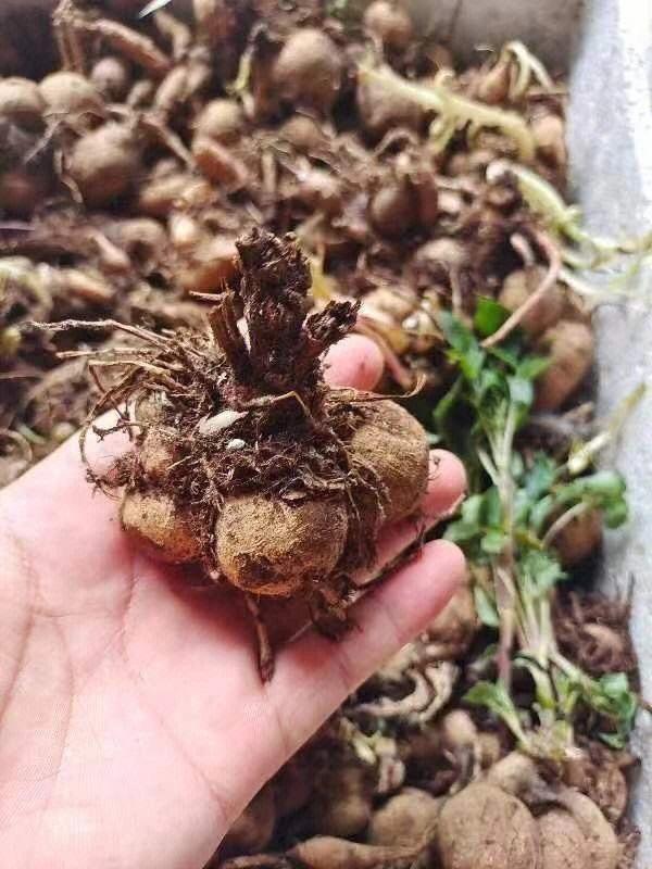 种大丽花，有一个技巧，开花不停，花朵多又大，种院子里美极了