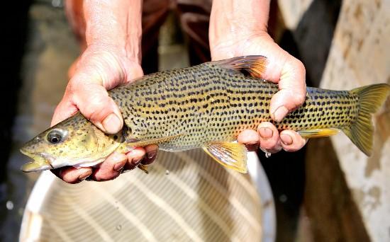 500万尾珍稀土著鱼牛栏江“安家”