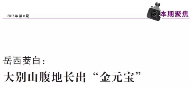 岳西茭白：大别山腹地长出“金元宝”