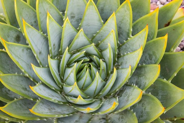 芦荟盆栽养殖方法，做好这几件事，植株健康叶片油绿