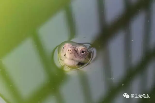 锦上添花——浅谈龟的发色