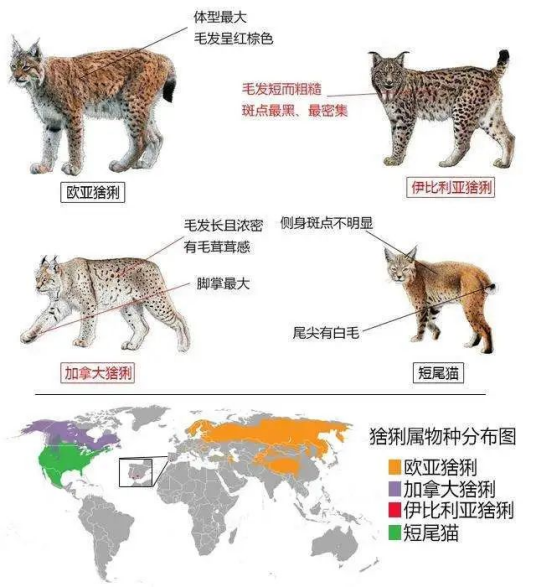 都让一让 超“凶猛”大猫来了