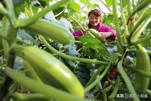 冬季温室大棚低温高湿病害防治难度大，学会用药技巧预防蔬菜药害