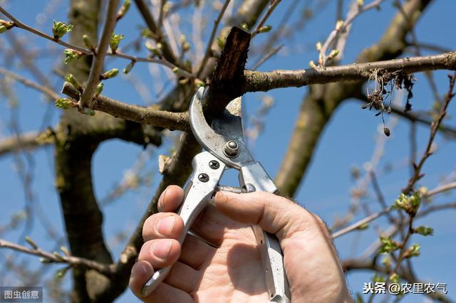 大樱桃露天栽植灾害防治，要抓住六个重点