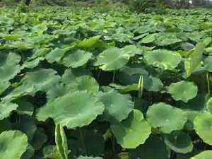 山莲藕种植(白花藕高产栽培技术，掌握水田管理技巧，促进藕饱满，值得看看)