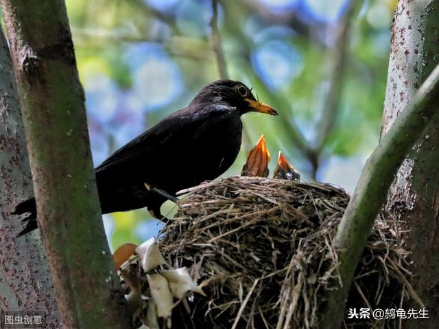 乌鸫雏鸟怎样饲养才能减少生病和死亡？捡回家的百舌幼鸟救助指南