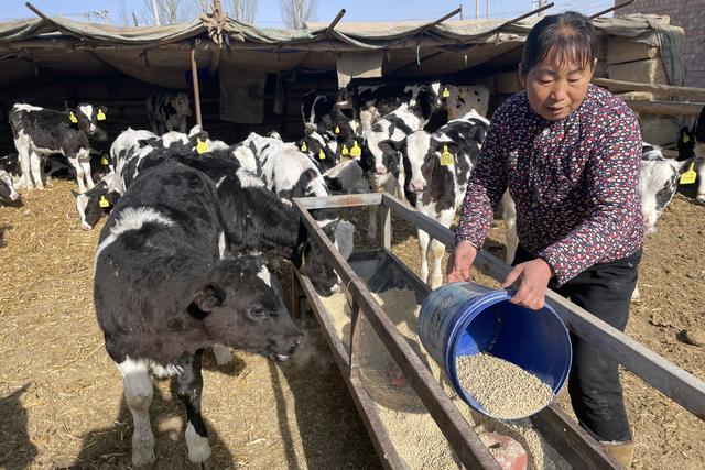 内蒙古河套地区：一头牛“牵”出一条致富路