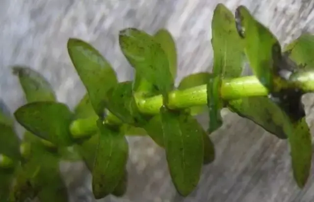 鱼缸水草种子种植(养蟹先养草，你不得不知的河蟹池塘水草生长和维护要点)