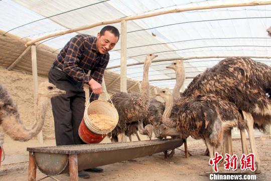 新疆和硕县鸵鸟养殖撑起致富梦想