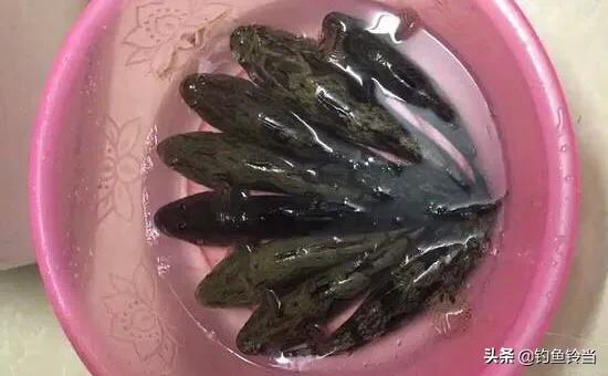 钓友一水塘钓起巨型呆子鱼？那是笋壳鱼！一般钓鱼人根本不懂钓