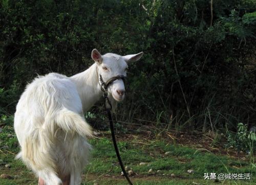 盐碱地养殖经丨提高散养奶羊效益措施