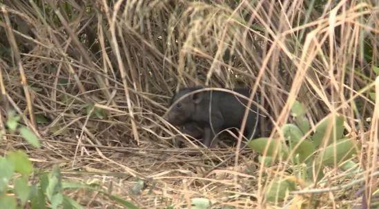 厦门这座山上惊现野猪？还生了一窝猪仔！记者调查发现原来……