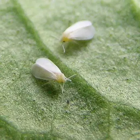 蓟马、螨虫、粉虱，棚室小虫危害大，防治诀窍在这里！