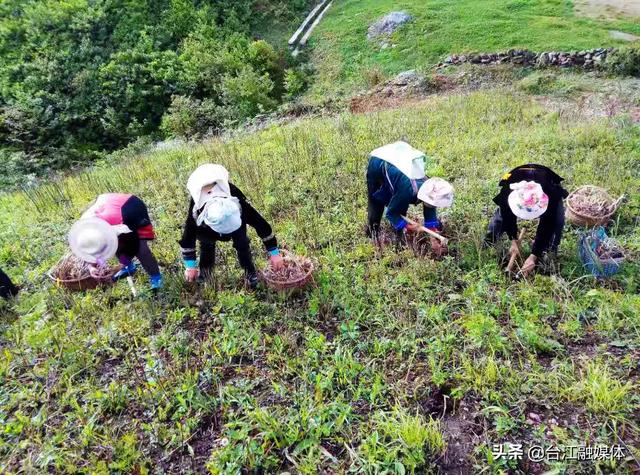 台江：历经风雨迎“花”开，曾经荒山变“金”山