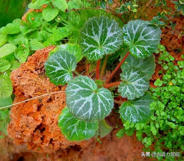 秋天的花园就要看观叶植物呀，这几种你家院子里有吗