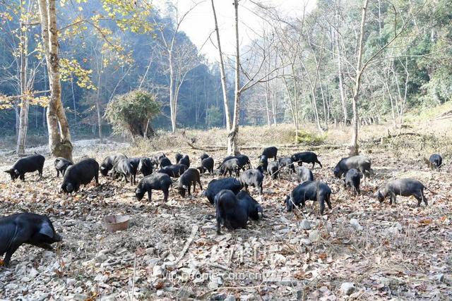 贵州榕江：林下放养香猪助脱贫