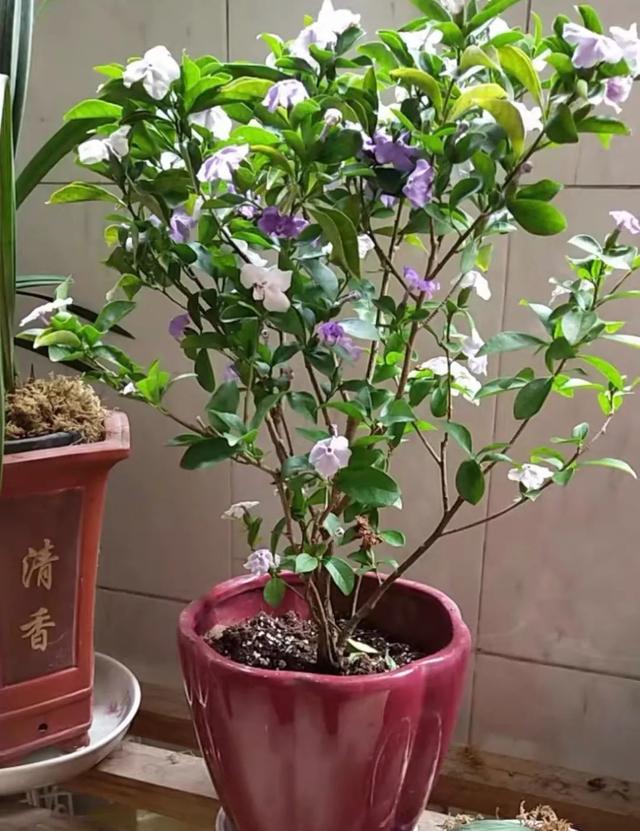 家里养盆鸳鸯茉莉，一株开两色花，清香又典雅，好看又好养