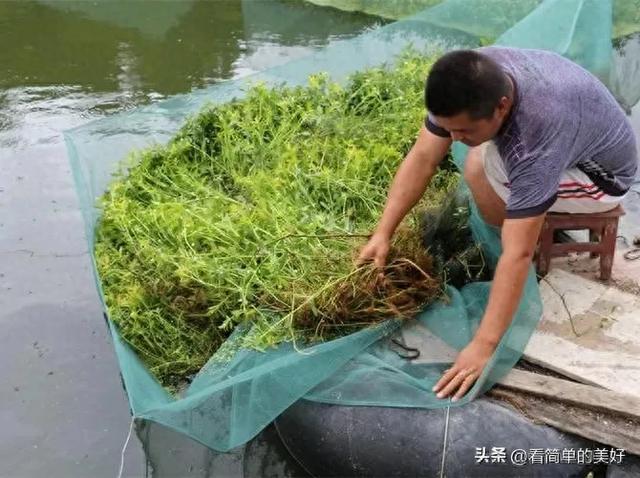 黄鳝养殖的利润分析：每亩收入8-10万，你也可以做到