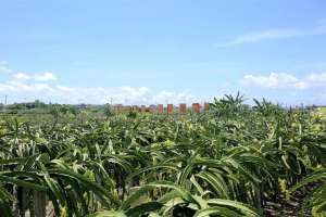 福建哪里有种植火龙果(就是甜大宅火龙果即将上线)