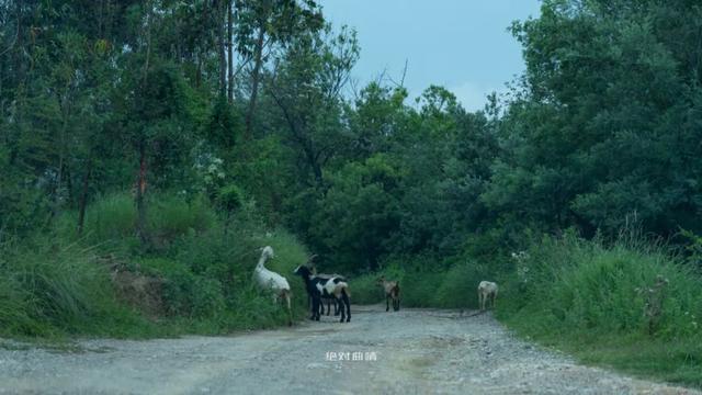 曲靖周边又发现了一个神秘花园，十多亩向日葵，6个鱼塘随便钓