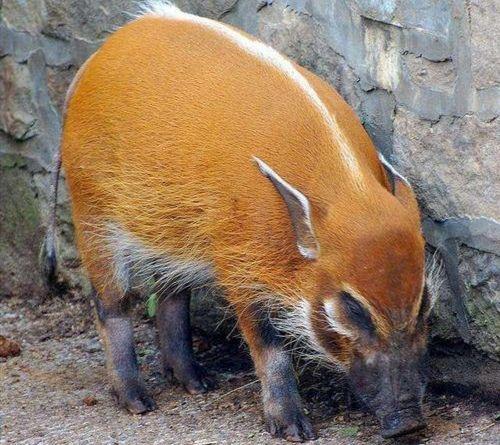 世界最美野猪，穿花衣“扎小辫”，非洲多到泛滥，我国已引进