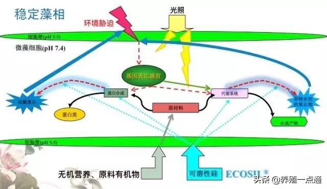 单硅酸不简单，水产养殖离不了，稳藻改底，一酸多用