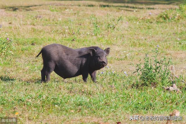 广西养猪户如何把一个小店做成品牌连锁店，遍布全国！