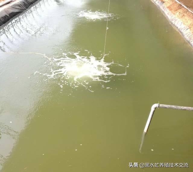 茶话谈：水产养殖中藻类的定向培养方法