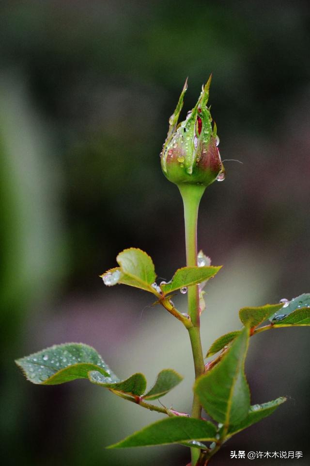 欧月好养吗？木木教你搞定那些难养易死的月季，让你成为月季大神