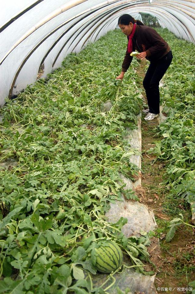 西瓜种植时间和方法